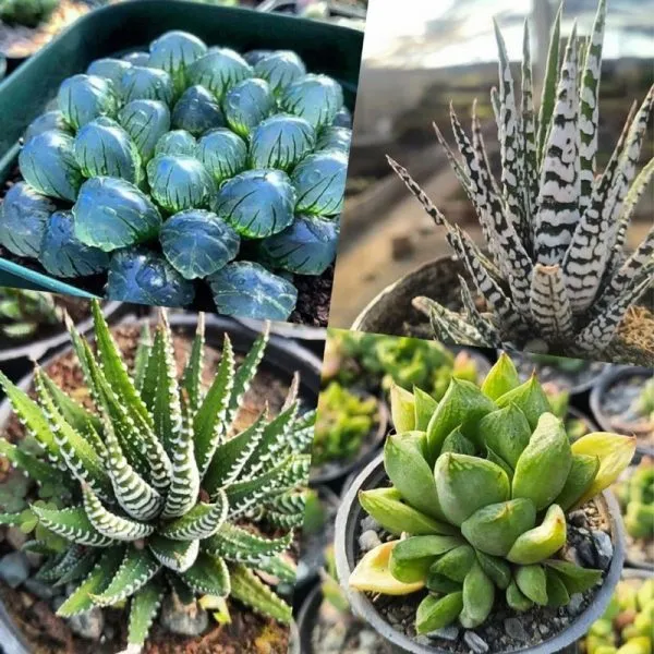 نگهداری هاورتیا