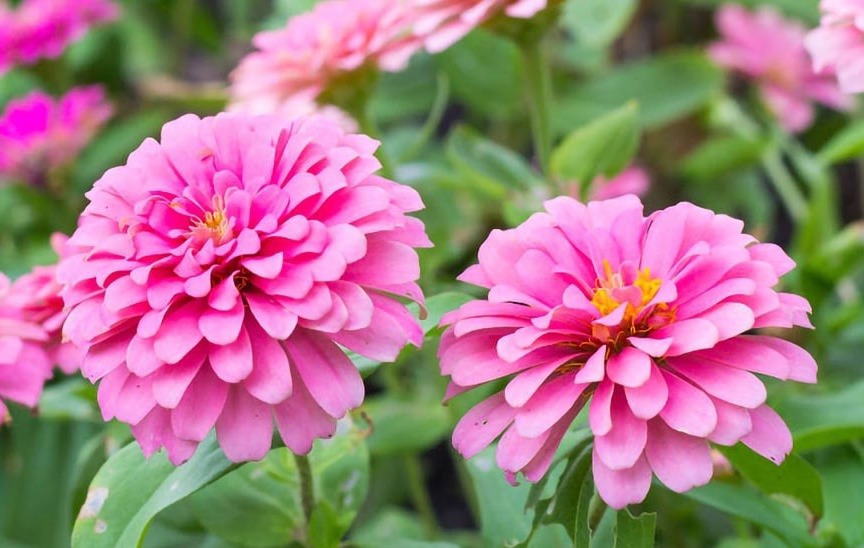 گل آهار سبز