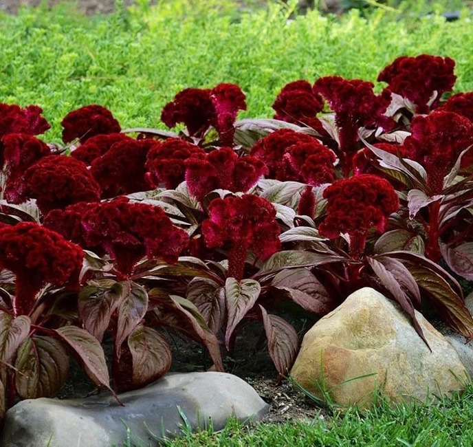 دراکولا سلوسیا Dracula celosia