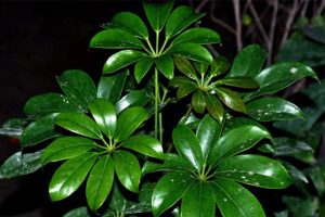 روش قلمه زدن گیاه گوش گرگی