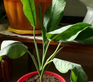 علت جمع شدن برگ گیاهان