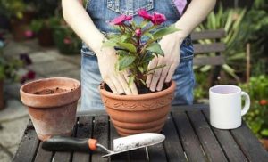 علت پژمرده شدن گیاه بعد از تعویض گلدان + جلوگیری از پژمردگی
