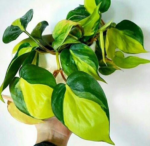 دلیل زرد شدن برگ گیاه گوش گرگی
