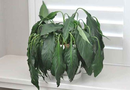 علت پژمرده شدن گیاه بعد از تعویض گلدان