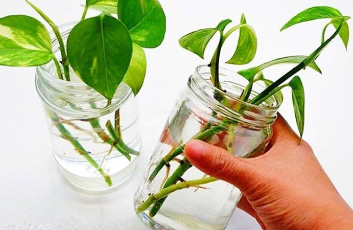 روش قلمه زدن گیاه گوش گرگی