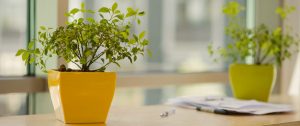 شرایط نگهداری و میزان نور لازم برای گیاهان آپارتمانی در زمستان و تابستان