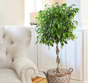 نحوه احیای بنجامین خشک شده