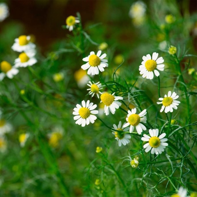 گل آپارتمانی بابونه