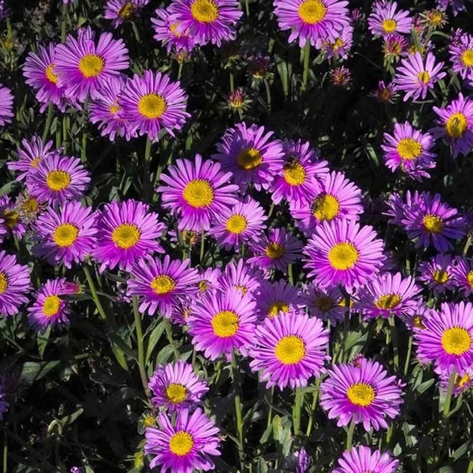 یاس بنفش Xasmin roxo