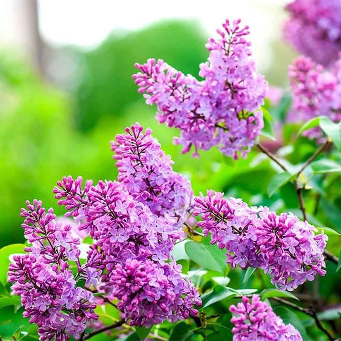 Flor de caléndula rubia de amorodo