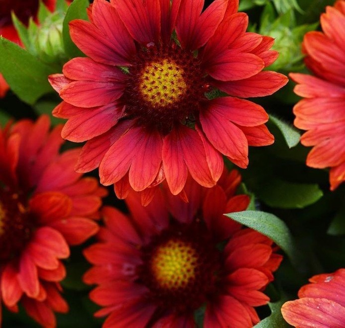گایلاردیای قرمز Mesa Red gaillardia