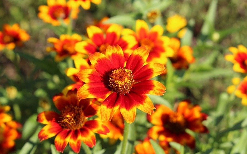 روش آبیاری گل آهار