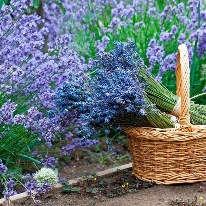گیاه آپارتمانی با برگ های رنگی