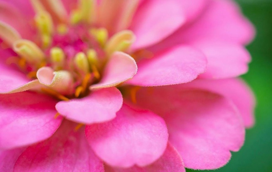 خاک مناسب برای گل آهار