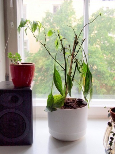 علت پژمرده شدن گیاه بعد از تعویض گلدان