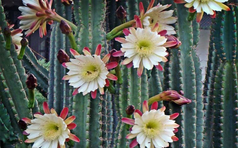 کاکتوس های گلدار