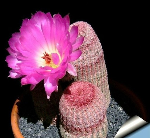 کاکتوس های گلدار