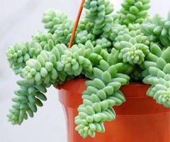 ساکولنت سدوم مورگانیوم
