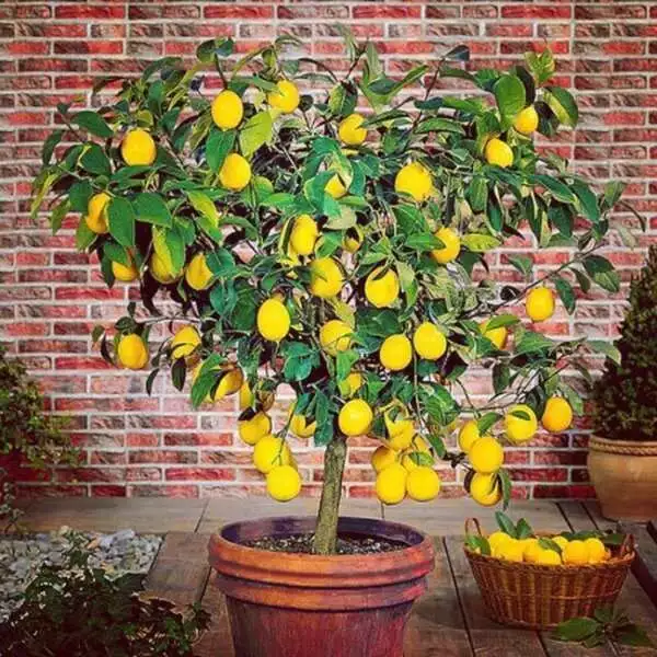 درختچه لیمو در گلدان