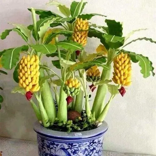 کاشت درخت موز در گلدان 