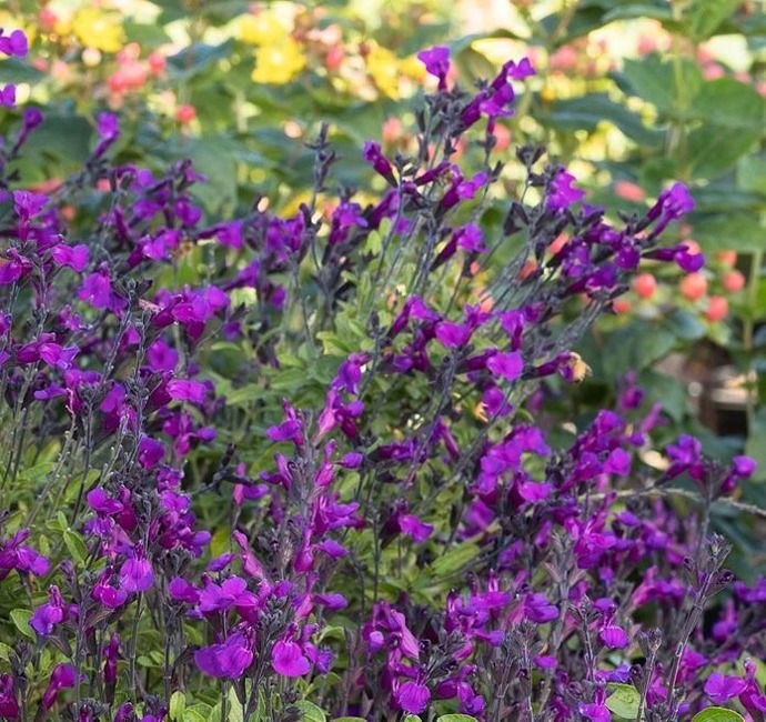 VIBE Ignition Purple