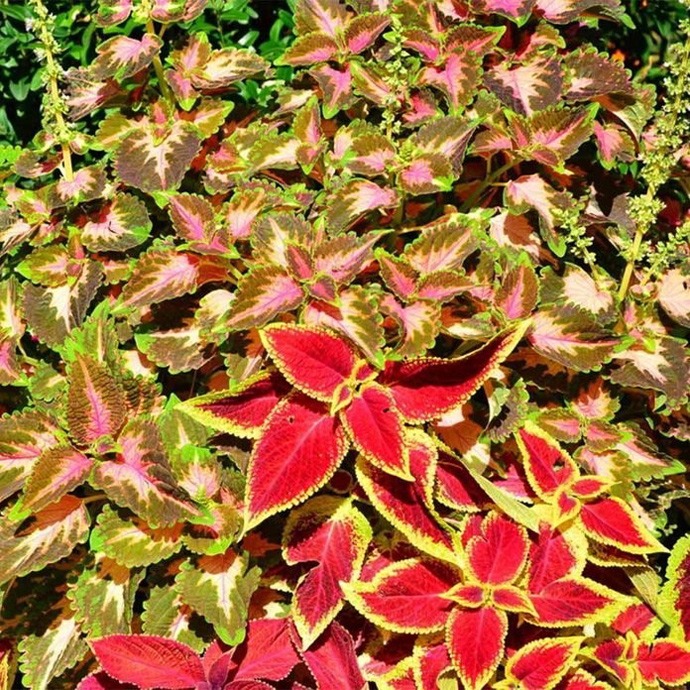 گل آپارتمانی کولئوس Coleus