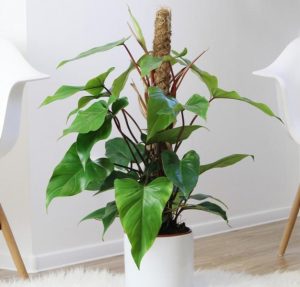 دلیل زرد شدن برگ گیاه گوش گرگی | علت زرد شدن برگ گیاه گوش گرگی