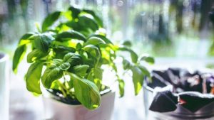 گیاهان دفع کننده انرژی منفی