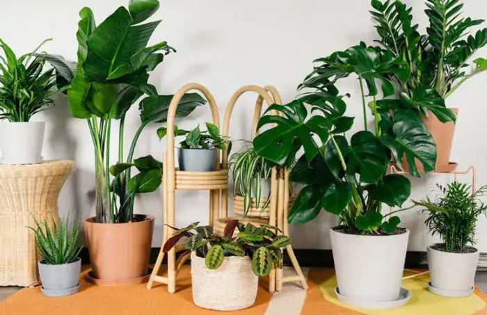 گیاهان آپارتمانی مقاوم به سرما یا سایه دوست