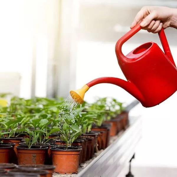 آبیاری گیاهان آپارتمانی