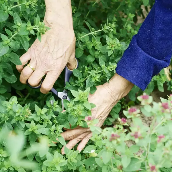 گیاهان پوششی