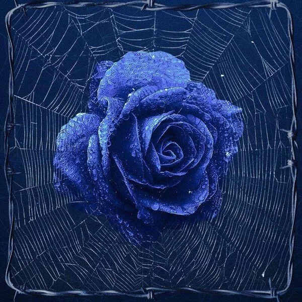 رز آبی