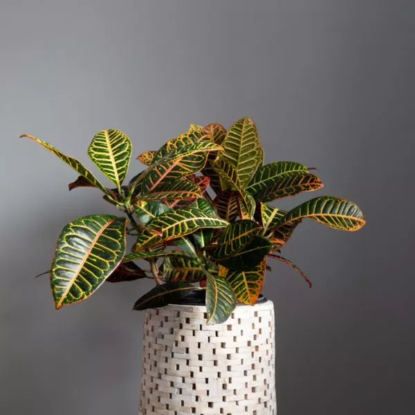 Croton plant