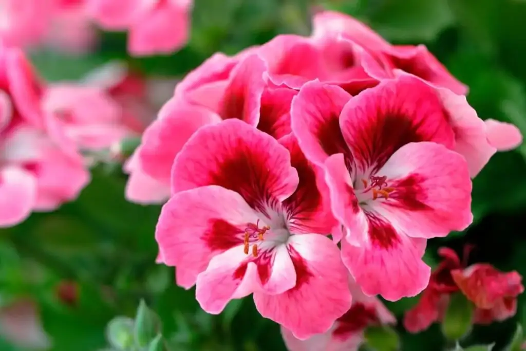 هدیه تولد گل شمعدانی