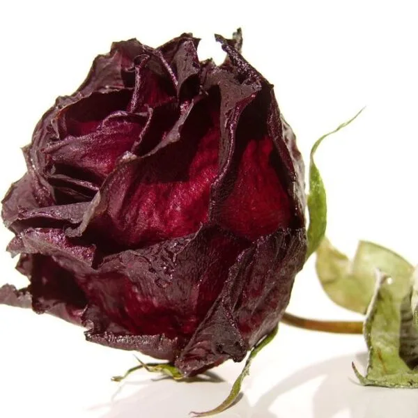 خشک کردن گل رز