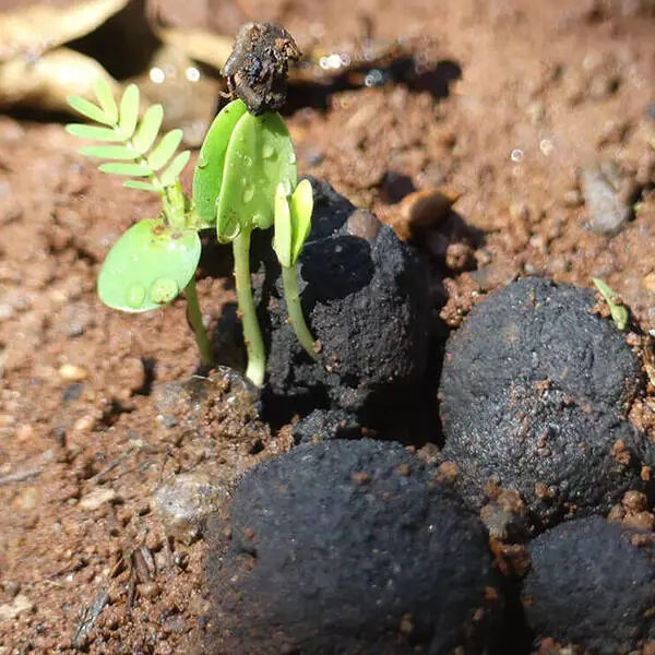 زغال فعال در گیاهان
