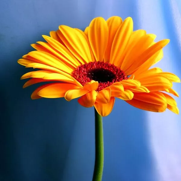 زیباترین گلهای جهان