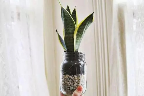 گیاه مار برای رشد در گلدان شیشه ای