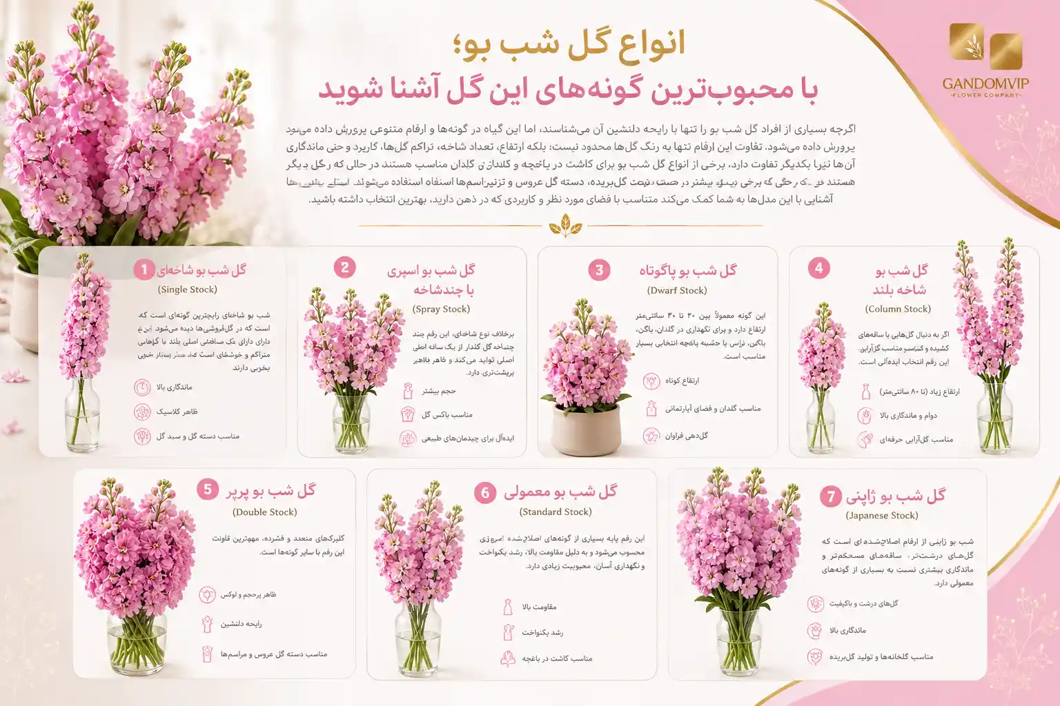 انواع گل شب بو؛ با محبوب‌ترین گونه‌های این گل آشنا شوید