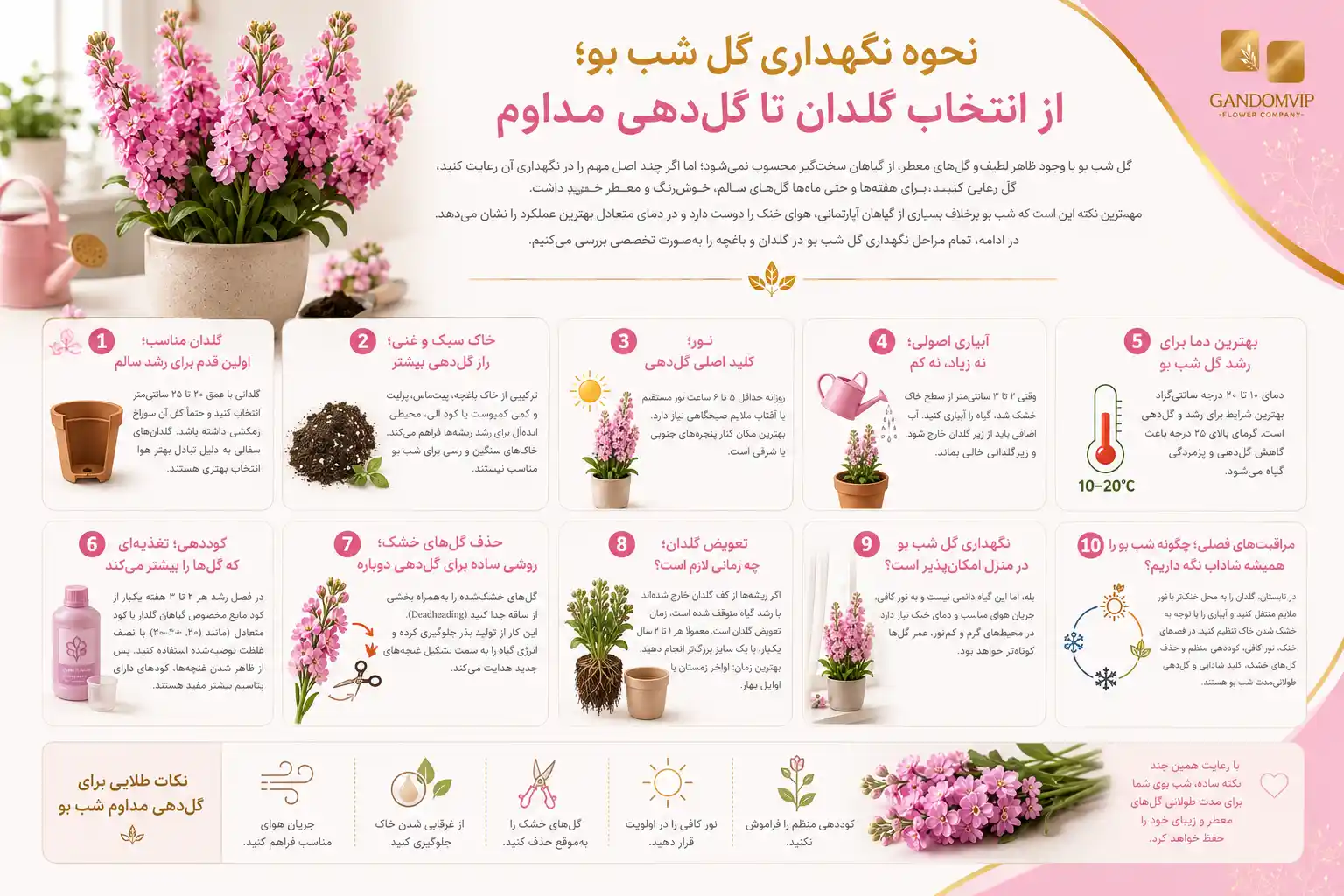 نحوه نگهداری گل شب بو؛ از انتخاب گلدان تا گل‌دهی مداوم