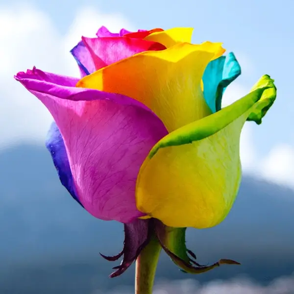 گل رنگین کمان