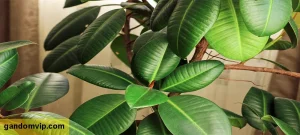 علت ریزش برگ فیکوس الاستیکا