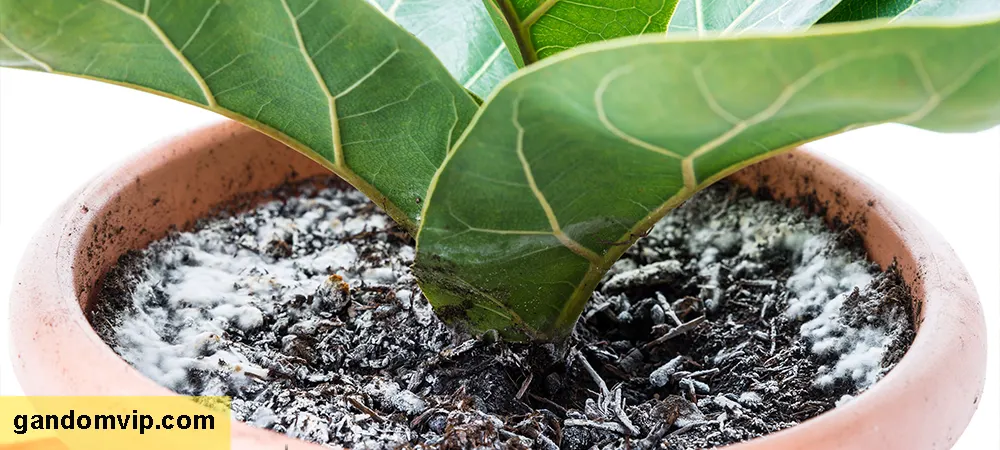 از بین بردن کپک خاک گلدان