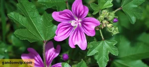 خواص گیاه پنیرک