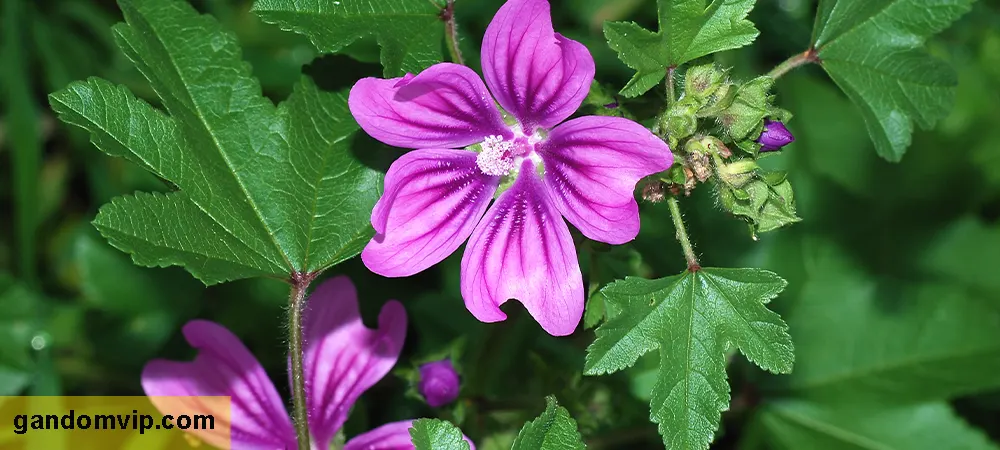 خواص گیاه پنیرک