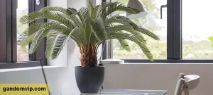 نگهداری گیاه سیکاس