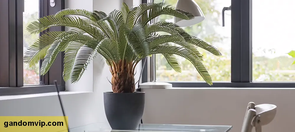 نگهداری گیاه سیکاس