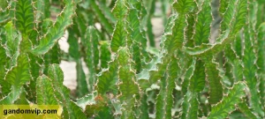 کاکتوس افوربیا