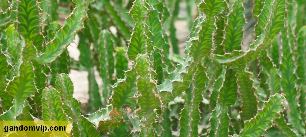 کاکتوس افوربیا