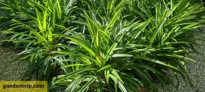 گیاه پاندانوس